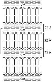 821 Astfel, soluţiile de săpun, chiar diluate, au o tensiune superficială mult mai mică decât apa curată (72 dyn/cm, la apa de 25 ; 25 30 dyn/cm la sărurile de sodiu ale acizilor lauric, palmitic şi