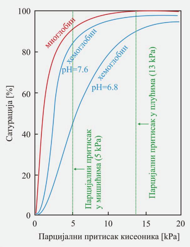 Хемоглобин транспортује и CO 2 преко терминалних аминокиселинских група: Кооперативност субјединица условљава сигмоидални облик криве зависности сатурација парцијални притисак кисеоника (слика 5).