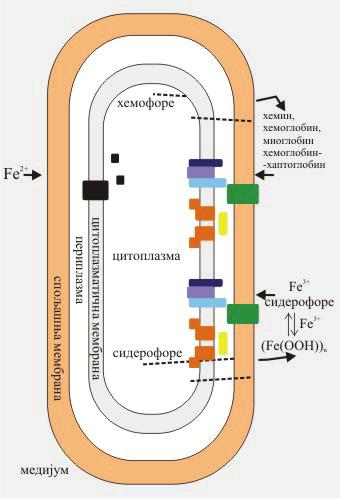 (ph=7) су у опсегу 10 22 10 26, значи зависне од ph, што ће рећи да је ph главни контролни фактор везивања и отпуштања гвожђа преко транферина.
