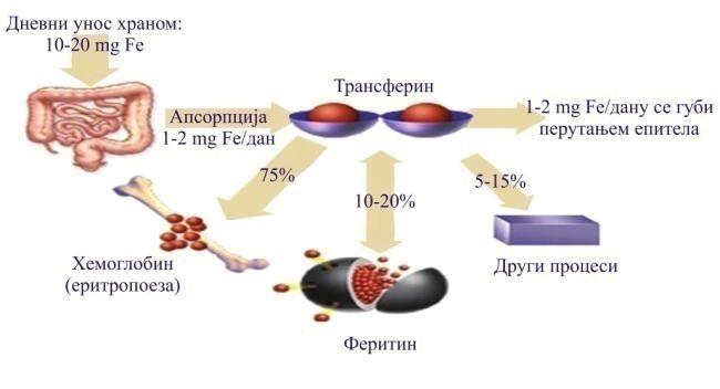 Слика 12. Дистрибуције гвожђа у организму човека FeOOH) и гетит (β-feooh) настају биоминерализацијом хемосидерина.