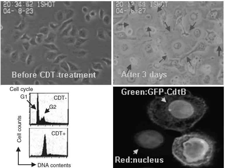 ЌИРО ИВАНОВСКИ Слика 5.4. Ефект на цитолеталниот дистендирачки отров (CDT): CDT интоксицираните HeLa клетки покажуваат целуларна и нуклеарна дистензија (црвени стрелки, горниот панел).