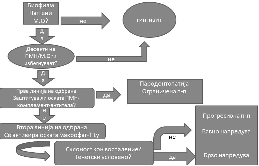 ИНТЕРНА СКРИПТА ОД ПРЕДАВАЊА ПО ПРЕДМЕТОТ ПРЕТКЛИНИЧКА ПАРОДОНТОЛОГИЈА Слика: Поврзаност на патогенетските случувања со клиничките манифестации на гингивит или пародонтопатија Пародонтопатијата многу