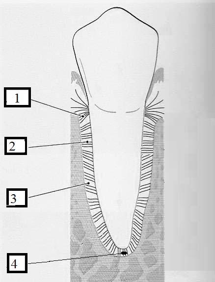 ЌИРО ИВАНОВСКИ Слика 1.15: Шематски приказ на приодонталните влакна Од сите набројани периодонтални влакна, најбројни и најважни се косите периодонтални влакна.
