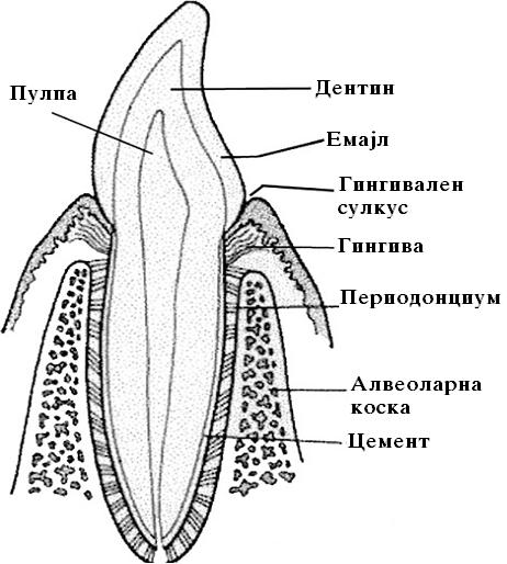 ЌИРО ИВАНОВСКИ Пародонтот (пародонциум), претставува потпорен апарат на забот. Го сочинуваат четири ткива (слика 1.1): 1. гингива 2. периодонциум 3. алвеоларна коска 4. цемент Слика 1.