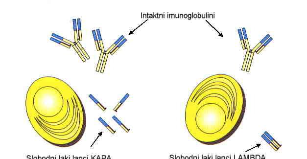 Kvantitativno određivanje slobodnih lakih lanaca - BJP Razvoj reagensa za kvantitativno određivanje BJP FLC test- kapa (κ) ili lambda (λ) tipa, povećao je