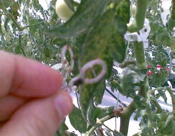 Ο αισθητήρας αυτός είναι ένα clip που συγκρατείται στο φύλλο του φυτού και μετράει την θερμοκρασία του, όταν αυτή φτάσει την θερμοκρασία του