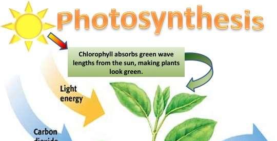 Фотосинтеза При процесот на фотосинтеза, растенијата примаат вода, минерални материи