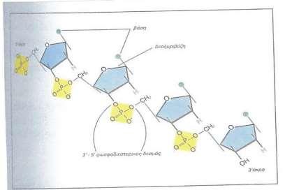 DNA,RNA