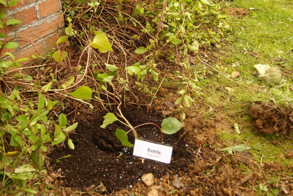 ΑΝΑΡΡΙΧΩΜΕΝΑ Hedera