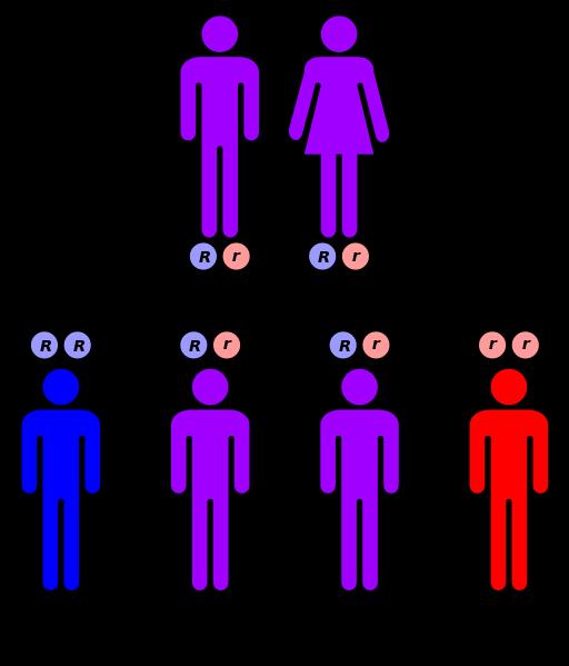 I. Διαταραχές του φύλου και ανωμαλίες της ανάπτυξης 1. Ψευδοερμαφροδιτισμός (NR5A1=SF1) 2.