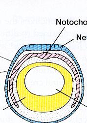 Πρώιμα αναπτυξιακά στάδια 39 (α) (γ) (δ) (ε) (στ) (β) Εικ. 15.