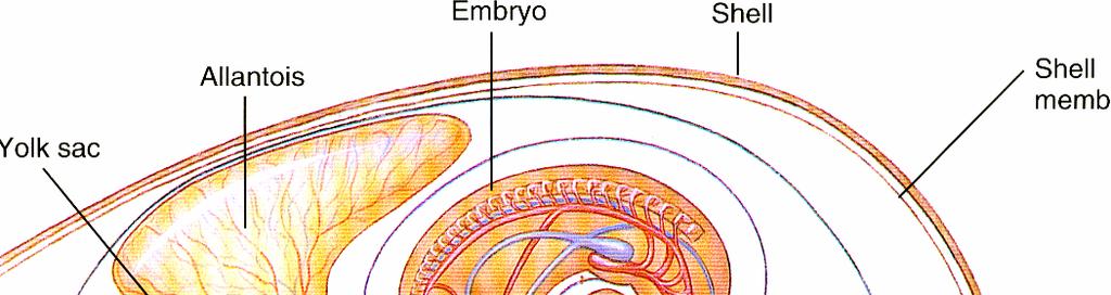Πρώιμα αναπτυξιακά στάδια 45 και της κίνησης των κυττάρων, ένα μέρος του μεσοδέρματος περιβάλλει την λέκιθο.