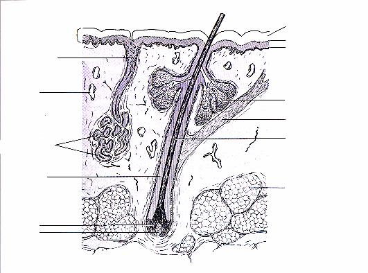 Δέρμα και παράγωγα 72 Επιδερμίδα Αγωγός ιδρωτοποιού αδένα Αιμοφόρο αγγείο Ιδρωτοποιοί αδένες Κεράτινη στιβάδα Κοκκιώδης στιβάδα Βλαστική στιβάδα Σμηγματογόνος Αδένας Λείος μυς Στέλεχος τρίχας