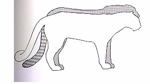 Δρομείς και άλτες 90 Εικ. 42. Σύγκριση ποδιών (μήκος ποδιού σε σχέση με το σώμα) του ταχύτατου cheetah (Acinomyx), όπως στέκεται πίσω από το λιγότερο γρήγορο λιοντάρι (Felis) (από Hildebrand, 1995).