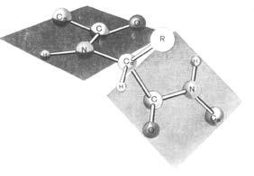 oko -N veze kod peptida i svi atomi koji sačinjavaju peptidnu vezu nalaze se u jednoj ravni, kao što je predstavljeno na sledećoj slici: Slika 20.