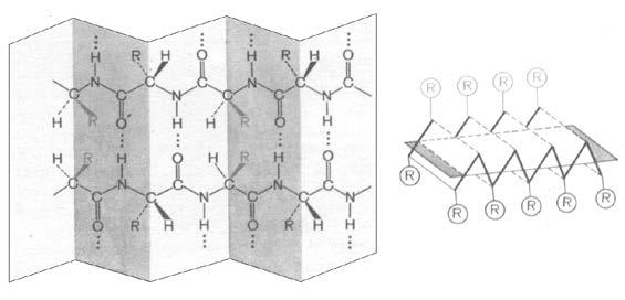 Formiranje vodoničnih veza i položaj bočnih nizova kod β-nabran strukture je prikazan na sledećoj slici: Slika 20.10.