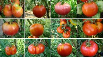 Ποικιλότητα Solanum lycopersicum