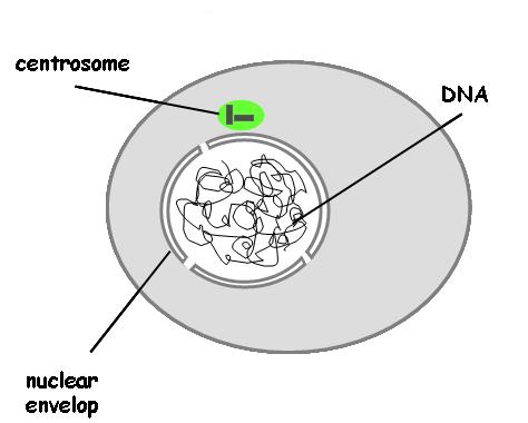εκπομπής της ουσίας Fluorescein.