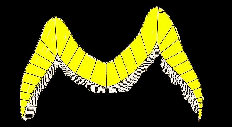Τα αδαμαντινικά πρίσματα διατάσσονται ακτινοειδώς γύρω από την οδοντίνη και κάθετα προς την ένωση αδαμαντίνης και οδοντίνης.