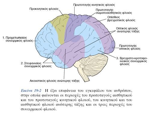 Ανώτερες σωματοαισθητικές περιοχές