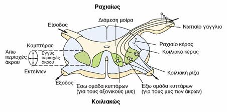 Νωτιαίος