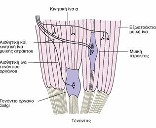 Ρύθμιση της λειτουργίας των μυών Αισθητικοί υποδοχείς των μυών Μυϊκές άτρακτοι Παράλληλα με τις μυϊκές ίνες Αισθητικές
