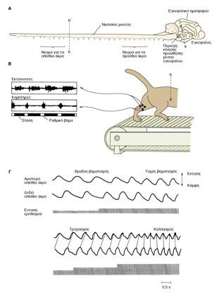 Βάδισμα Ρυθμικό κινητικό σχέδιο (Α) Βάδισμα σε νωτιαίες γάτες (διατομή του ραχιαίου νωτιαίου μυελού) μετά από ενεργοποίηση από το μεσεγκέφαλο