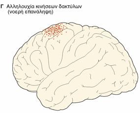 Αυξημένη ροή αίματος κατά τη