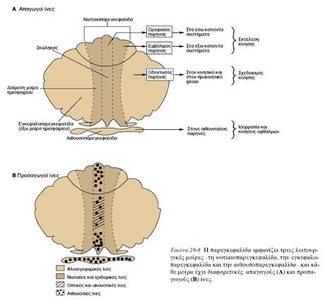 Λειτουργική οργάνωση της παρεγκεφαλίδας