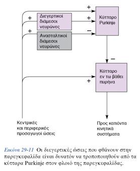 Νευρώνες Purkinje συνδέονται με νευρώνες