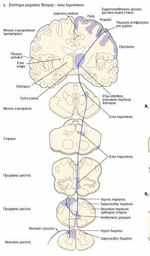 Σωματοαισθητικό σύστημα Οδός ραχιαίας δέσµης / έσω ληµνίσκου Αίσθηση