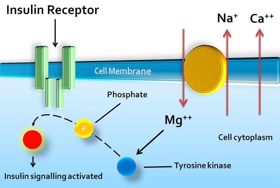 Μαγνήσιο και ευαισθησία στην ινσουλίνη Δυο ιόντα μαγνησίου συνδέονται στην περιοχή του υποδοχέα της ινσουλίνης που σχετίζονται με την δραστηριότητα τυροσινικής κινάσης.