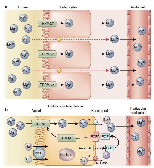 Proton pump inhibitors and hypomagnesemia: a rare but serious complication Μείωση της εντερικής απορρόφησης μαγνησίου μέσω μεταβολής του ph με τους