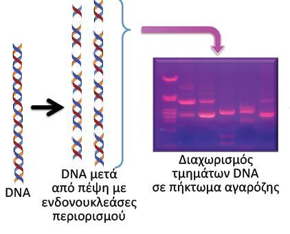 η ανάλυση του RNA Την ανάλυση κατά Western (W),