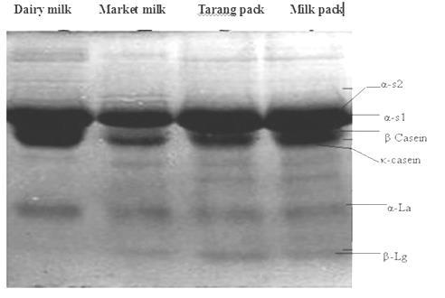 samples) (Milk Protein Behavior at High