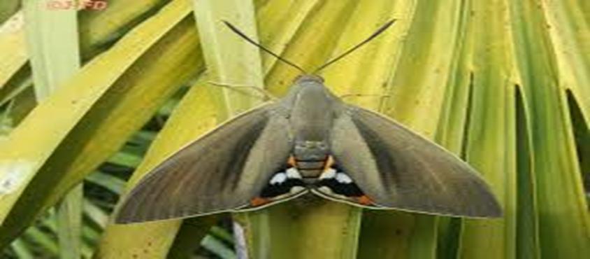 Paysandisia archon (Lepidoptera: Castniidae) Τάξη Οικογένεια Lepidoptera Castniidae Γένος Paysandisia Είδος archon Ιστορική αναδρομή Στην Κύπρο, καταγράφηκε για πρώτη φορά το 2009.
