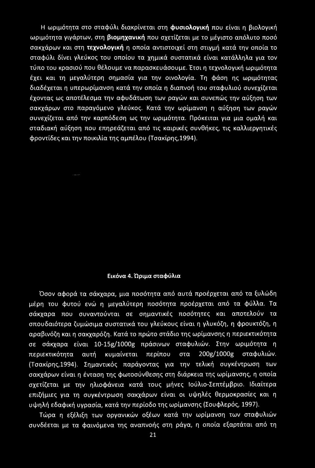 γλεύκος. Κατά την ωρίμανση η αύξηση των ραγών συνεχίζεται από την καρπόδεση ως την ωριμότητα.