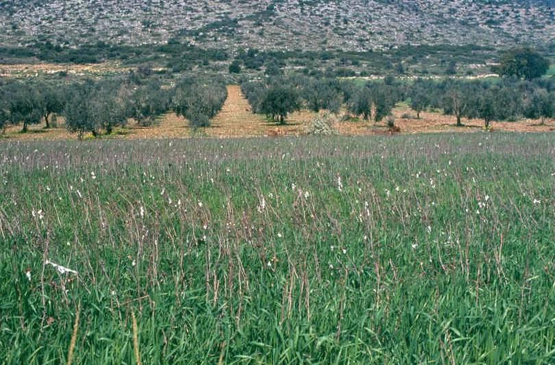 Πατάτες