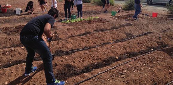 Επιλεγόμενες καλλιέργειες Κουνουπίδι: 45cm μεταξύ των φυτών και 50cm μεταξύ των γραμμών Μπρόκολο: 45cm μεταξύ των φυτών