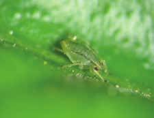 Εχθροί λαχάνου - Σημαντικότερες εντομολογικές προσβολές λαχάνου Αφίδες - Myzus persicae Πράσινα έντομα (μεγάλοι πληθυσμοί πάνω στα φύλλα κάτω επιφάνεια), ρουφούν τους χυμούς του.