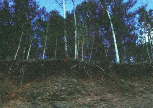 Το φαινόμενο αυτό μαζί με την εμφάνιση των δασικών πυρκαγιών είχε σαν αποτέλεσμα τα δάση που έμειναν να μη μπορούν να καλύψουν τις απαιτήσεις σε ξύλο.