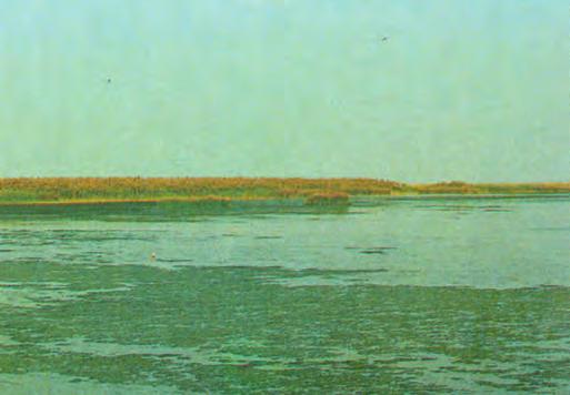 Μπόγδανος) ροπελεκάνος, του οποίου ο παγκόσμιος πληθυσμός είναι 1000 ζευγάρια και στη λίμνη φωλιάζουν κάθε χρόνο 120-150 ζευγάρια.