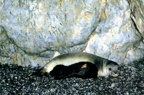 ΚΕΦΑΛΑΙΟ 2 / Η ΣΧΕΣΗ ΜΑΣ ΜΕ ΤΗ ΓΗ Εικόνα 2-6 Η φώκια της Μεσογείου το υπ αριθμ. 1 απειλούμενο ζώο της Ευρώπης στο θαλάσσιο πάρκο των Βορείων Σποράδων. (Πηγή: Π.