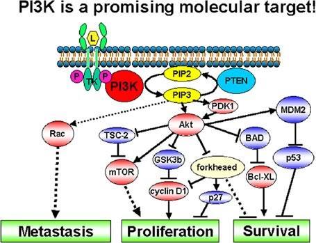 91 III. PI3K Η ΡΙ3Κ (φωσφατιδυλοϊνοσιτολη-3-κινάση) αποτελεί ένζυμο με καταλυτικό ρόλο στην κυτταρική σηματοδότηση (Εικόνα 49). Εικόνα 49: ΡΙ3Κ και κυτταρική σηματοδότηση.