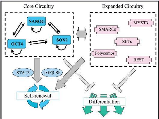 30 Εικόνα 2: Δίκτυο μεταγραφικών παραγόντων που ελέγχει την αυτοανανέωση και διαφοροποίηση των εμβρυικών stem κυττάρων.