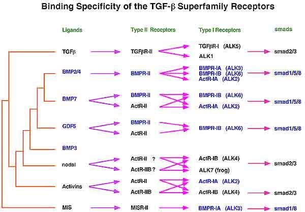 73 Μετά από την πρόσδεση του μορίου, ο υποδοχέας τύπου ΙΙ ενεργοποιείται και φωσφορυλιώνει τον τύπου Ι υποδοχέα που με τη σειρά του ενεργοποιεί τα R-Smads (Receptor Regulated Smad).