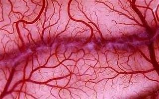 Κεφάλαιο 5 5.1 Αρτηρίες και φλέβες Α ρτηρίες ονομάζονται τα αγγεία του οργανισμού που μεταφέρουν οξυγονωμένο αίμα από την καρδιά προς τα υπόλοιπα όργανα.