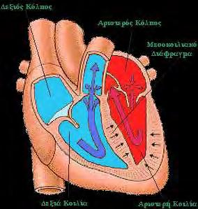 εικόνα προέρχεται από την ηλεκτρονική διεύθυνση http://paidio.blogspot.com/011/0/blog-post_18.html Το αίμα φτάνει σε όλα τα μέρη του σώματός μας λόγω της πίεσης που δημιουργείται από την καρδιά.