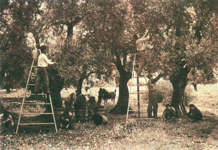 aπο την αγροτικη οικονομια στην αστικοποιηση Συγκομιδή ελαιοκάρπου στη Μακεδονία οαποκτηθείσες περιοχές και αφετέρου η αποκατάσταση των προσφύγων και η πρόληψη κοινωνικών εντάσεων στον αγροτικό χώρο.