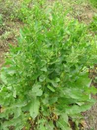 Ως μυρωδικό χόρτο χρησιμοποιείται στη φασολάδα, στον ωμό μαριναρισμένο με ξύδι και χοντρό αλάτι γαύρο, σε κεφτέδες από φάβα και σε ωμές σαλάτες.